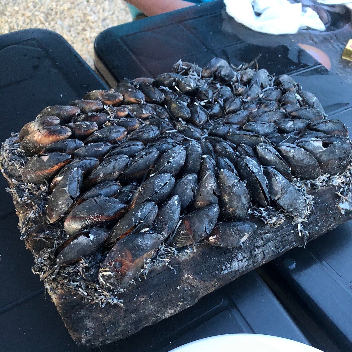 Restaurant Les Hu&icirc;tres Chagnoleau Roch&eacute;