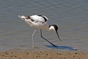 Avocette élégante ((photo Animalia)