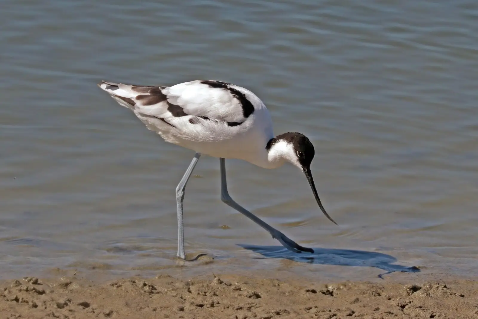Avocette élégante ((photo Animalia)