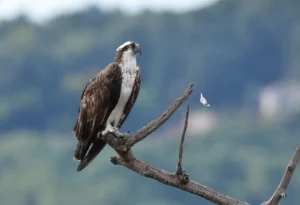 Balbuzard Pêcheur (photo Animalia)