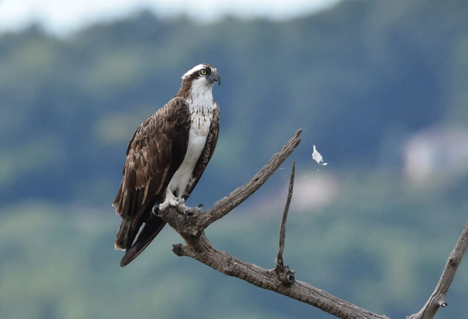 Balbuzard Pêcheur (photo Animalia)