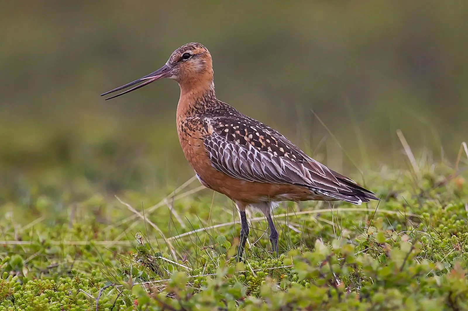 Barge Rousse (photo Animalia)