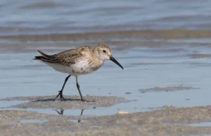 Bécasseau Variable (photo Animalia)