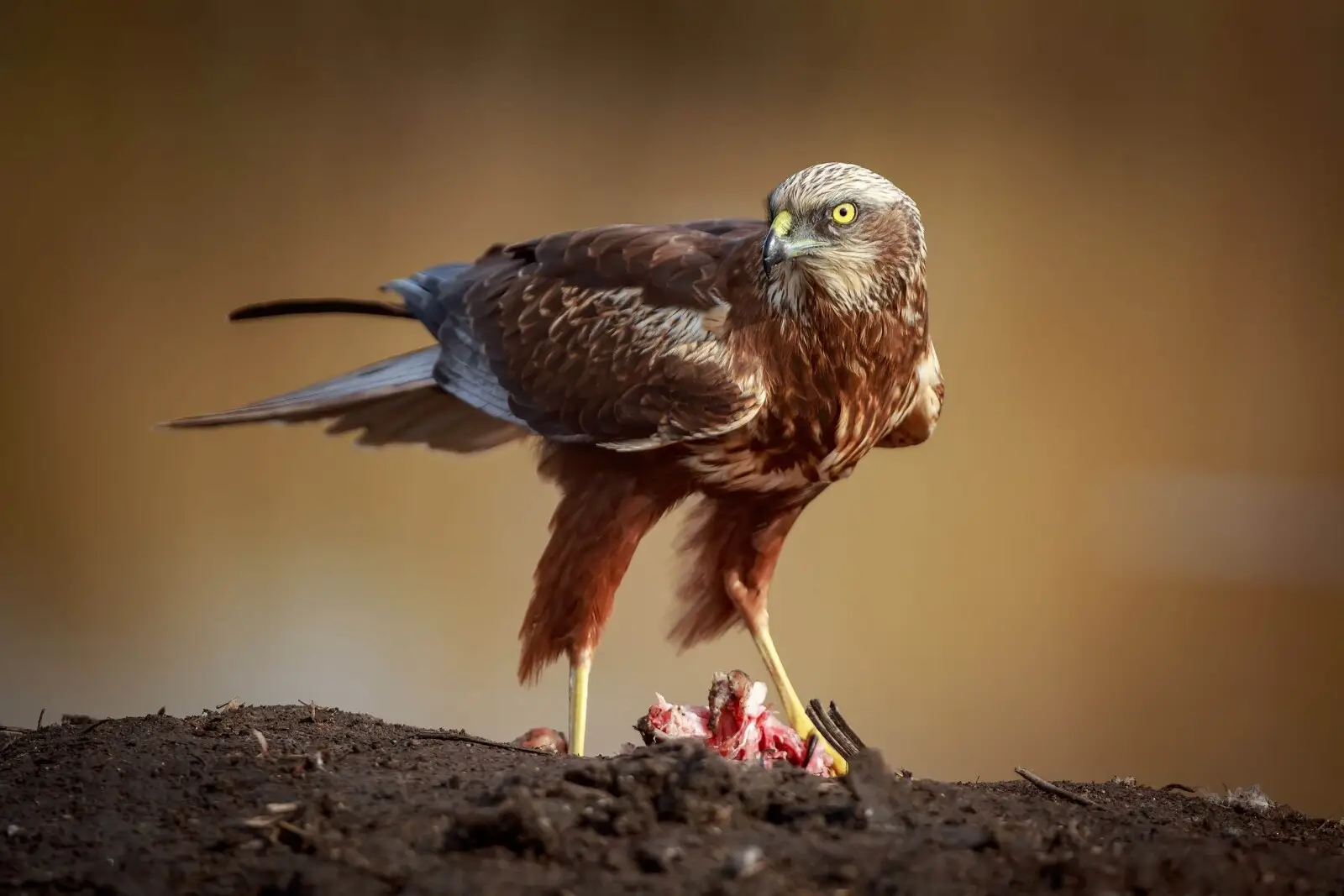 Busard Des Roseaux (photo Animalia)