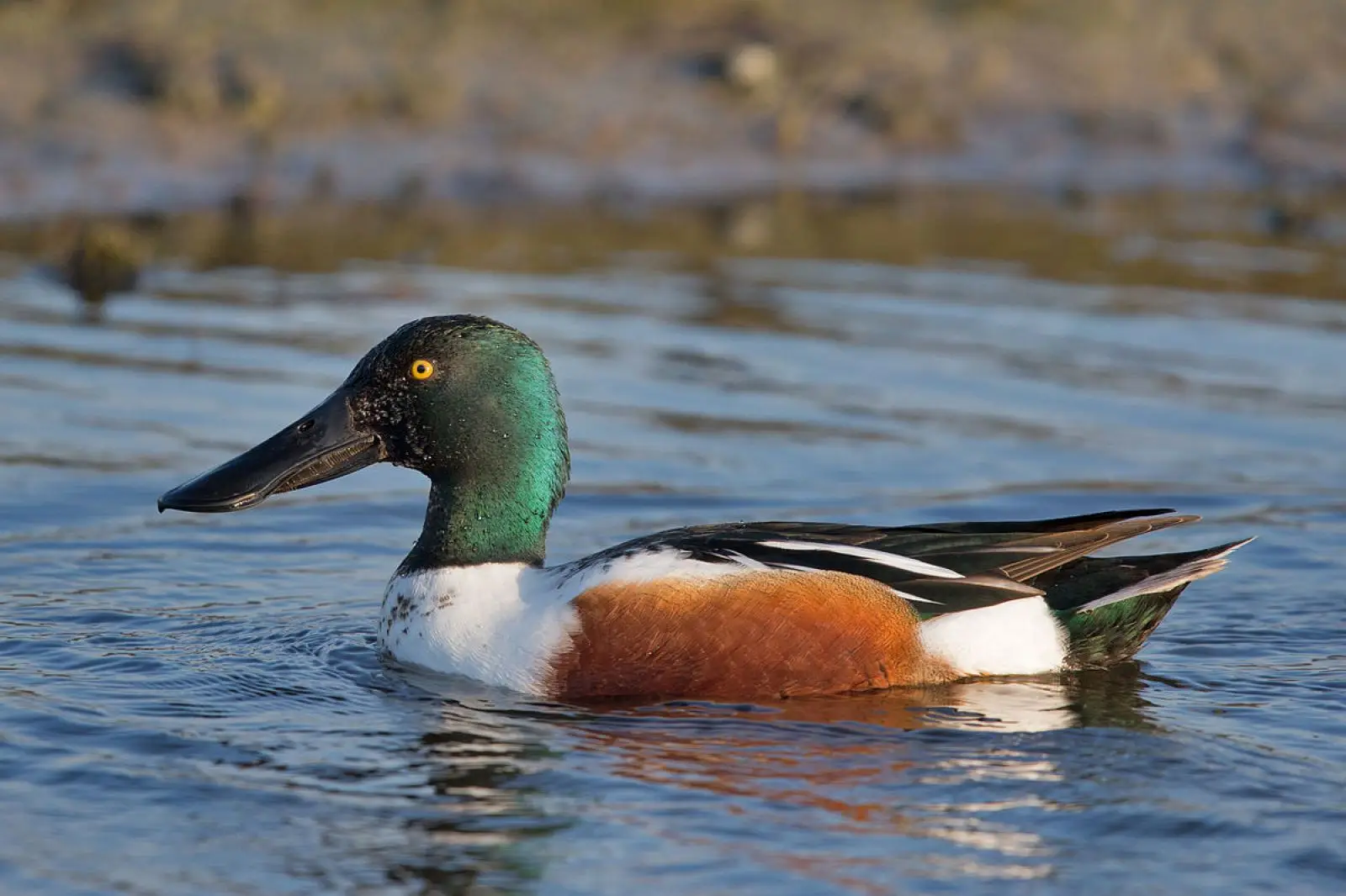 Canard Souchet (photo Animalia)