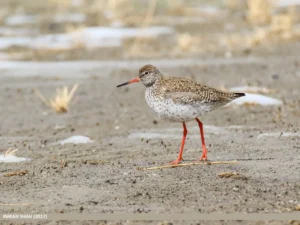 Chevalier Gambette (photo Animalia)