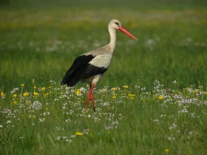 Cigogne Blanche (photo Animalia)