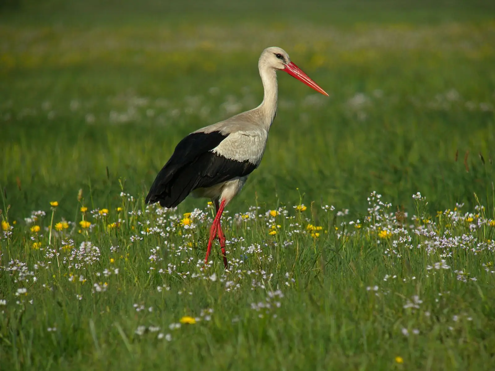 Cigogne Blanche (photo Animalia)