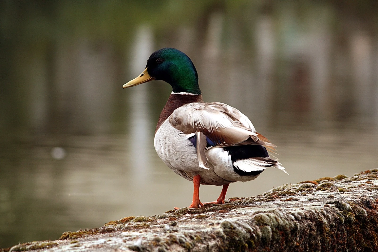 Colvert (photo Animalia)