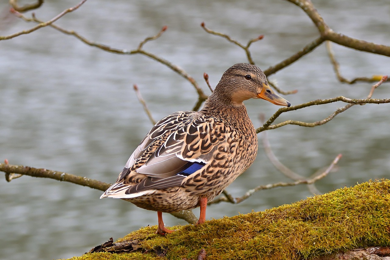 Colvert Femelle