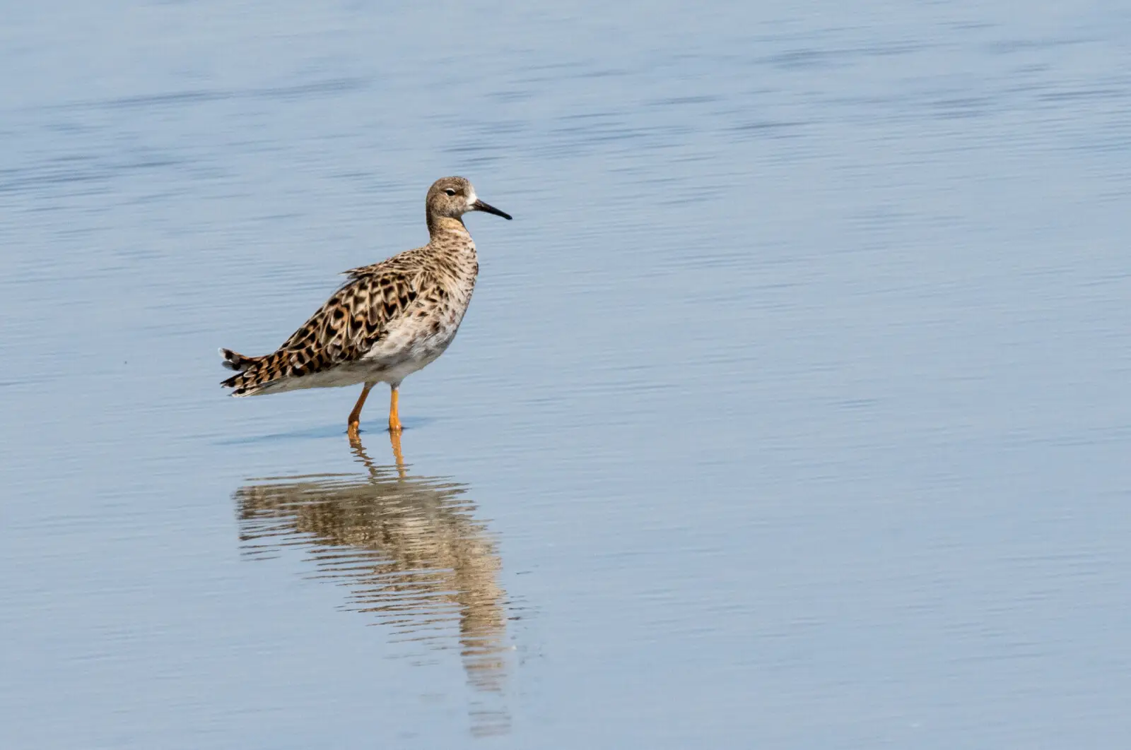 Combattant Varié (photo Animalia)