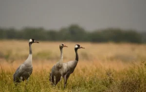 Grue Cendrée (photo Animalia)