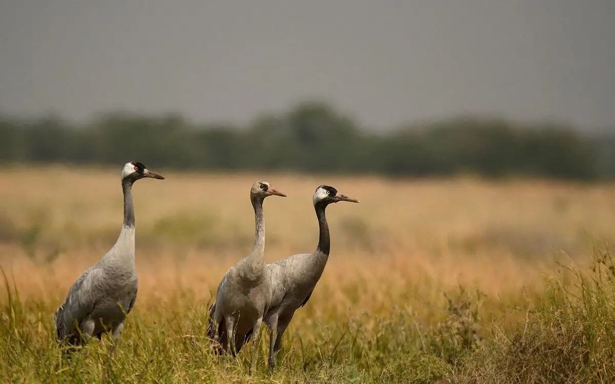 Grue Cendrée (photo Animalia)