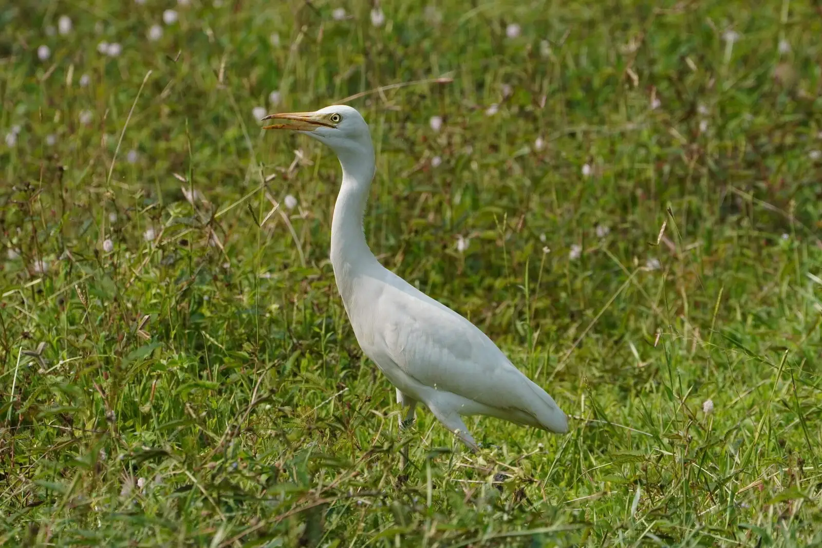 Héron Aigrette Garzette