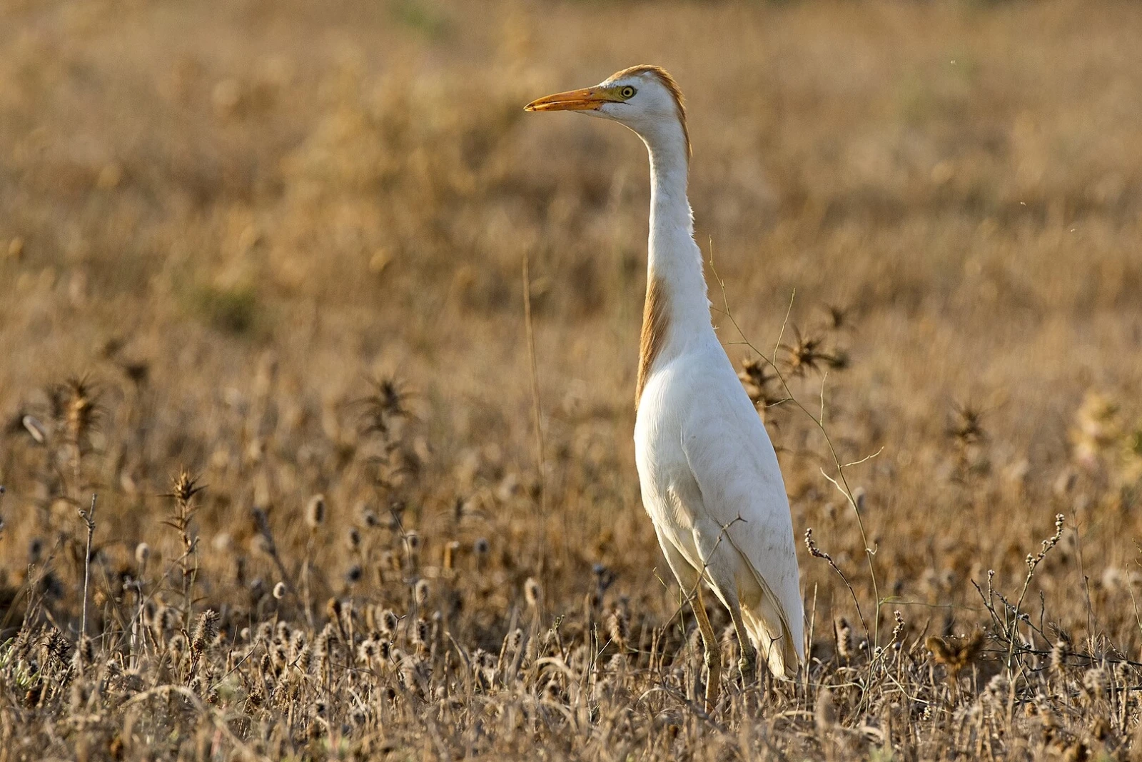 Héron Garde Boeuf (photo Animalia)