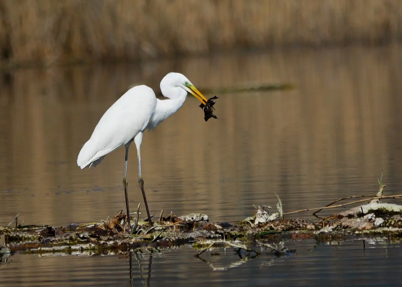 Héron Grande Aigrette (photo Animalia)