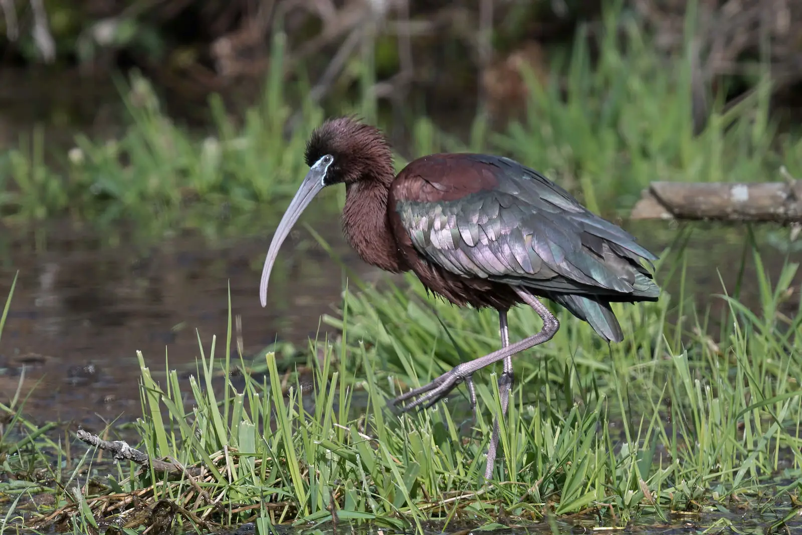Ibis Falcinelle (photo Animalia)