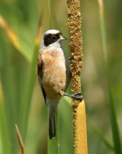 Remiz Penduline (photo Animalia)