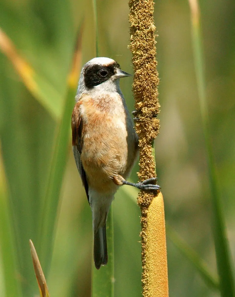 Remiz Penduline (photo Animalia)