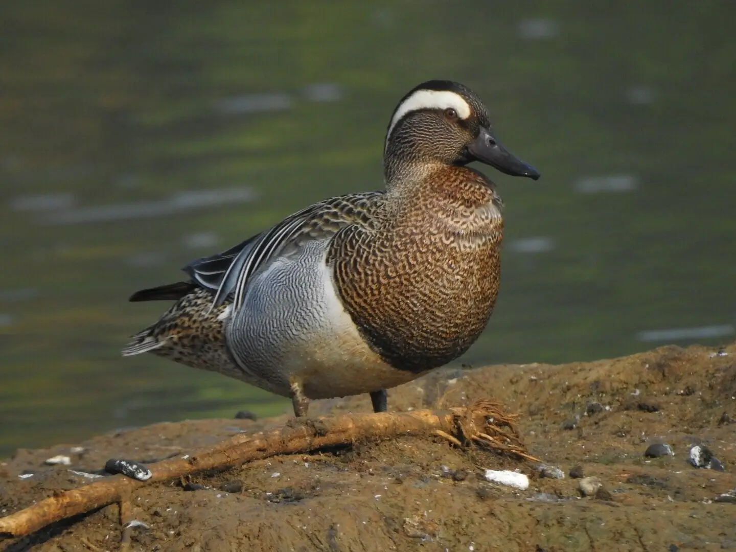 Sarcelle D'été (photo Animalia)