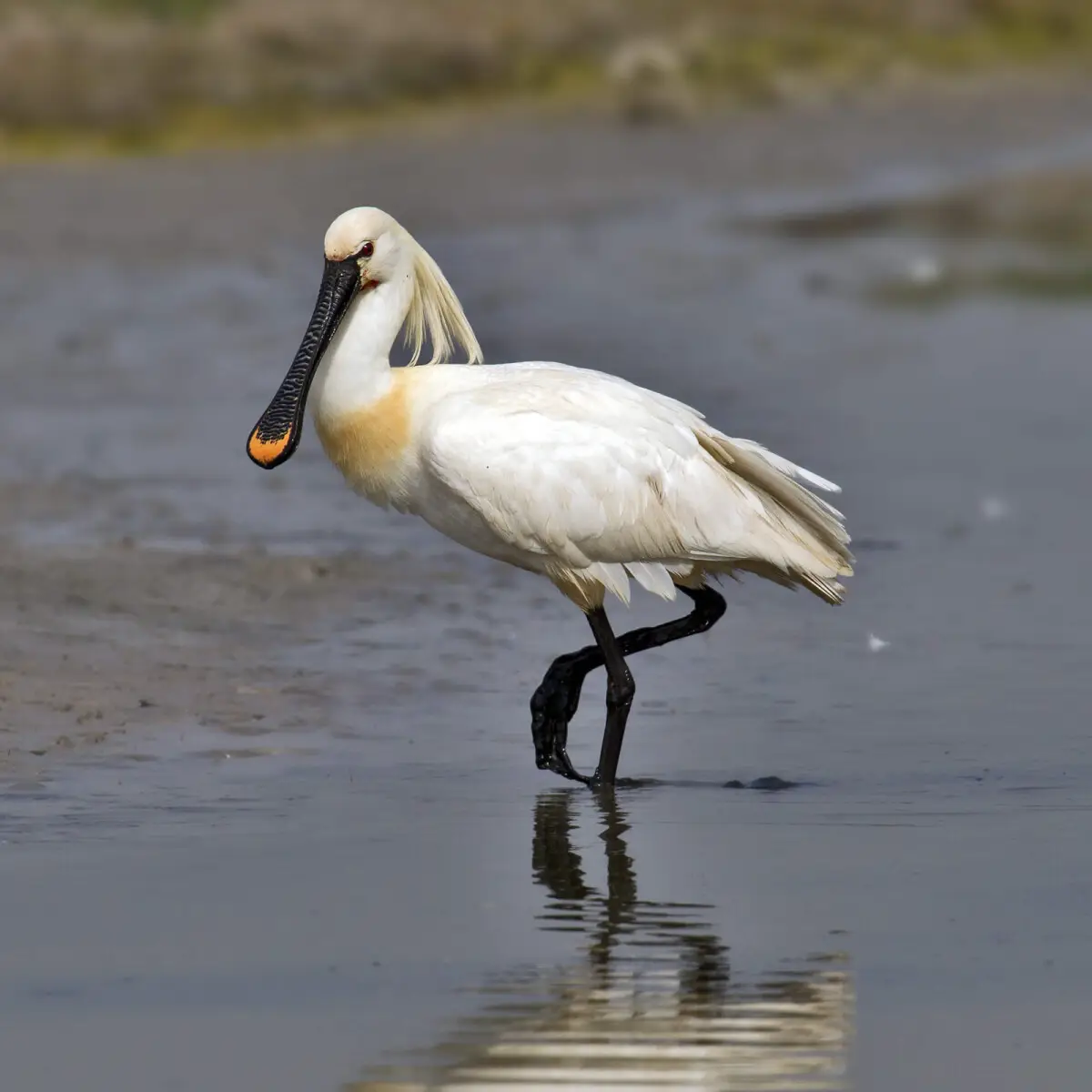 Spatule Blanche (photo Animalia)