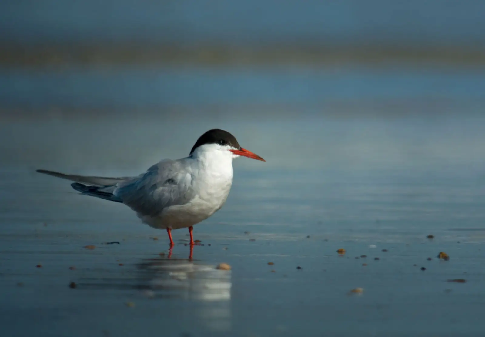 Sterne Pierregarin 1 (photo Animalia)