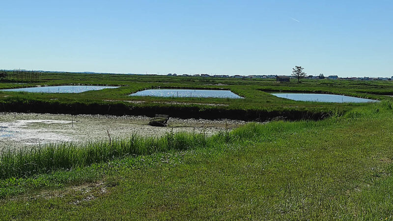 Mornac-sur-Seudre Marais