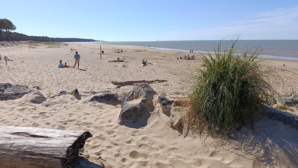 Plage des pins de cordouan